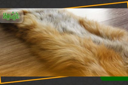 احکام پوست حیوانات حلال گوشت و حرام گوشت