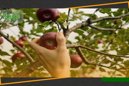 احکام حق الماره